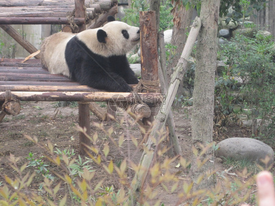 成都研究基地的大熊猫图片