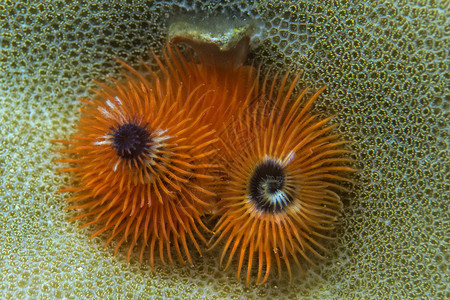 硬珊瑚上的圣诞树蠕虫图片