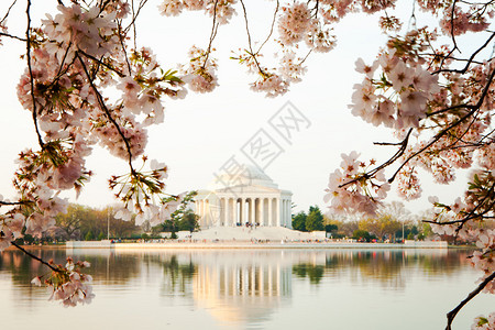 美丽的粉红色樱花勾勒出杰斐逊纪念堂的模糊景观图片