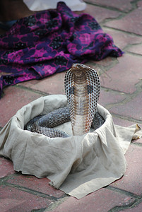 篮子中Charmedcobra蛇图片
