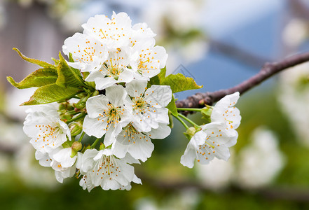 与白色樱花的春天自然图片