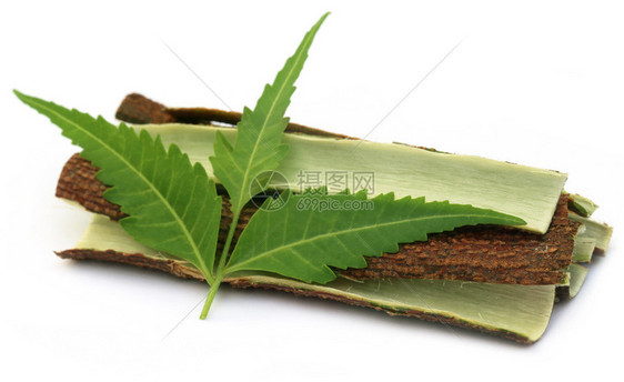 药用印楝树皮与叶子在白色背景图片