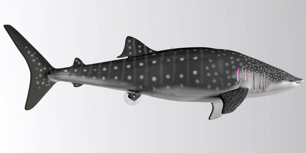 鲸鲨是一种缓慢移动的过滤器图片