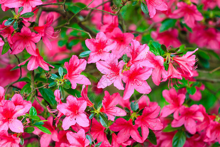 粉红色的花朵背景照片图片
