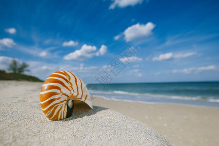 紫色佛罗里达海滩沙上的鹦鹉螺图片