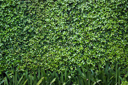 绿色灌木墙背景图片