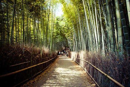 京都日本有竹林旅游的著名地标图片
