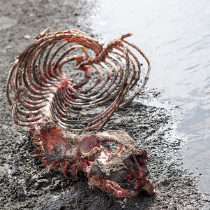 一只海狮的骨骼冲上东南阿图片素材