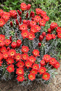 紫红色杯仙人掌花Echinocereustriglochid图片