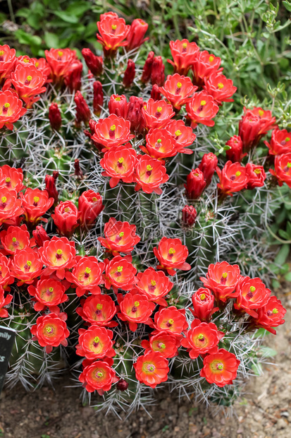 紫红色杯仙人掌花Echinocereustriglochid图片