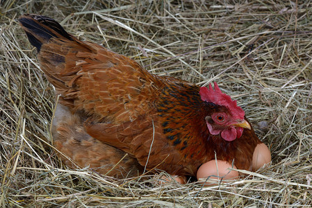 一只在窝里下蛋的母鸡背景图片