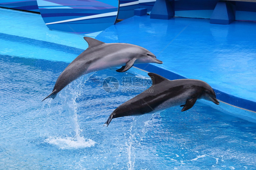 香港海洋公园海豚跳图片