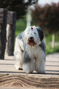 老英国牧羊犬图片