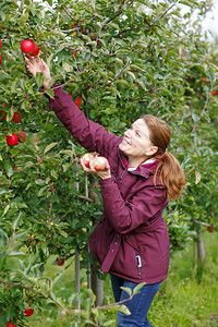 在果园里摘红有机新鲜苹果的年轻快乐图片