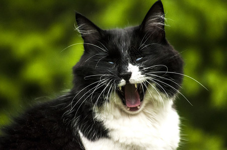 打哈欠时的猫头特写图片素材