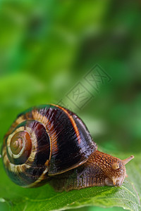爬行在绿叶和复制空间的蜗牛图片