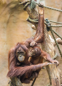 母亲SumatranORANGUTANPongoabeli图片