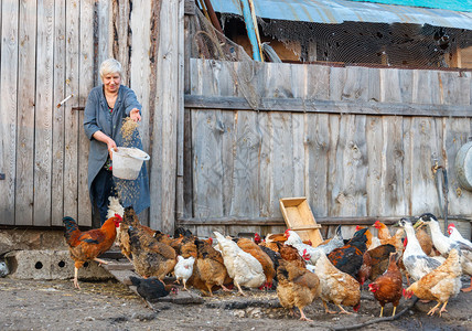 农妇拿着一桶饲料家禽鸡和鹅图片