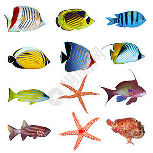 白色背景上的热带鱼收藏图片