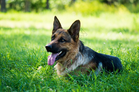 纯种德国牧羊犬图片