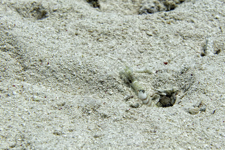 潜水时沙背景上的虾和鱼共生图片