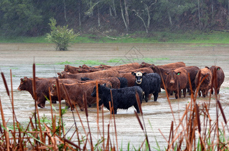 被困在北国被洪水淹没的田野中的牛群图片