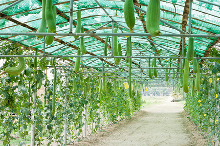 温特瓜和温室种植中图片