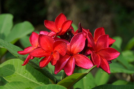 红花frangipani图片