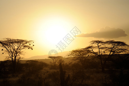 与现出轮廓的非洲稀树草原树的日落图片