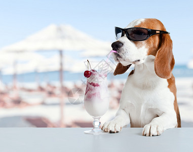 分海可爱的猎犬在沙滩上背景