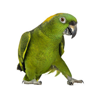 黄纳帕鹦鹉6岁在背景图片