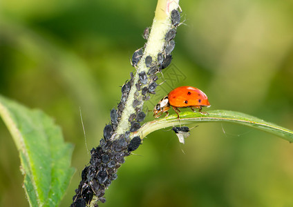 生物害虫防治图片