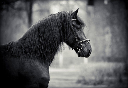 黑种马一匹运动黑马的画像纯种马美丽图片