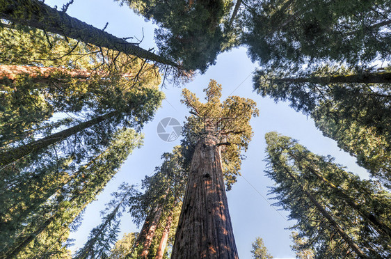 地球上最大的树图片
