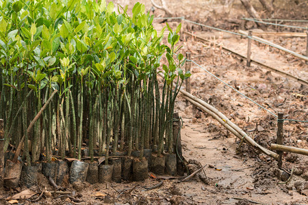 红树林幼苗准备在泰国种植图片