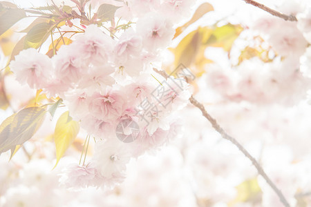 日本京都的摩特花和樱花用于促图片