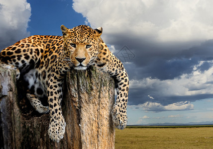 豹子坐在自然背景的树上图片