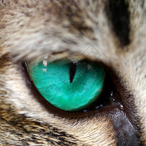 孟加拉猫的蓝眼睛图片