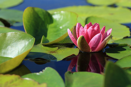 池塘中的粉色莲花园图片