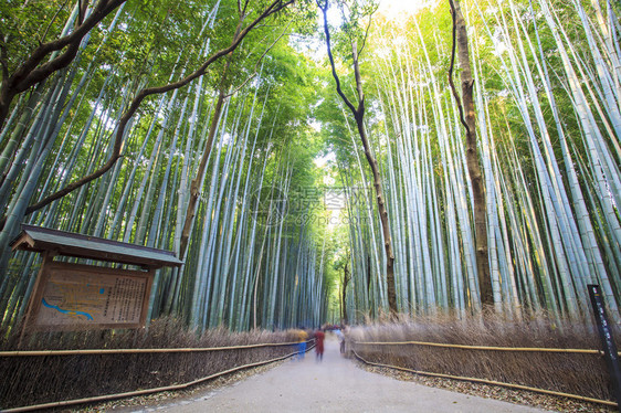 日本京都的竹林用于adv或图片