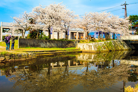 东京美丽的樱花花海图片