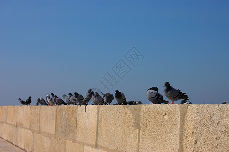石墙上的一群鸽子图片