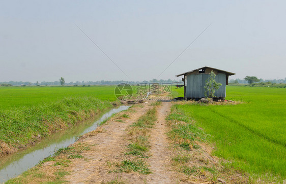 稻田里的锌小屋图片