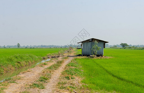 稻田里的锌小屋图片