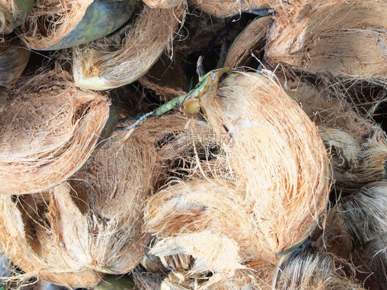 椰子纤维图片