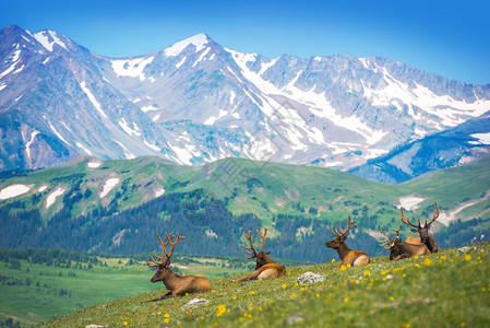 美国科罗拉多州洛基山草地上北美鹿图片