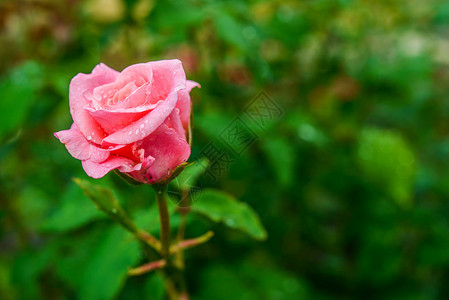 花园玫瑰主要是杂交的玫瑰图片