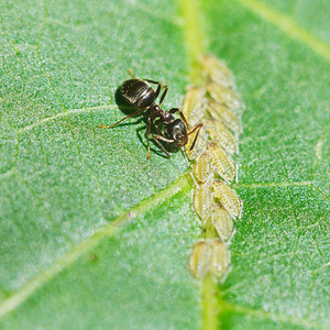 核桃树叶子上的蚂蚁牧场蚜虫群特写图片