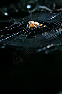 蜘蛛网上的欧洲花园蜘蛛在黑暗背图片
