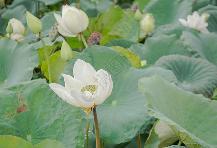 雨后池塘里的大白莲花图片